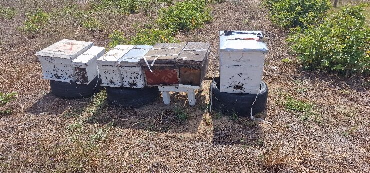 Row of hive boxes re-homed at Helenasvlei, Magents Farms, Paarl