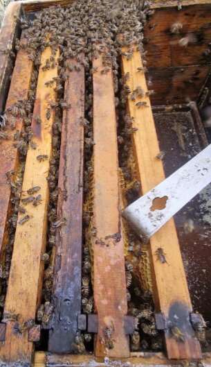 Frames of honeycomb inside an open hive