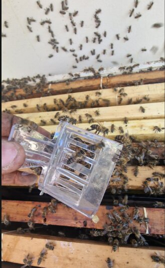 Queen clip being used on a frame surrounded by bees