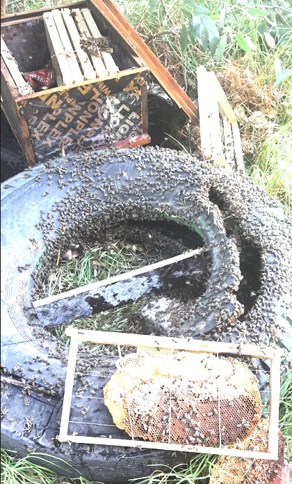 A bee swarm and comb built inside an old car tyre