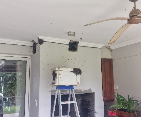 Bee entry points in a ceiling and wall inside a home, with removal equipment set up on a ladder