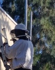 Beekeeper in full PPE crawling across a rooftop to reach a hive