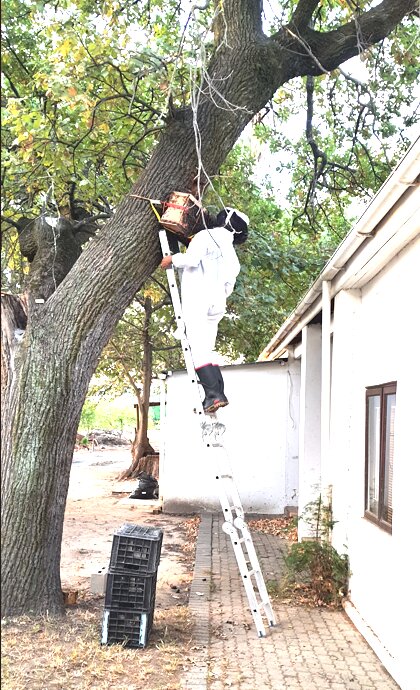 Beekeeper on a ladder accessing a hive high in a tree