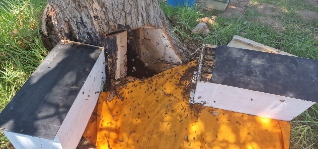 Honeycomb exposed inside a tree stump during a hive removal